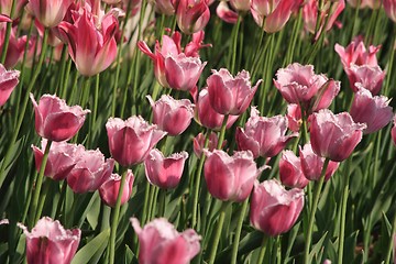 Image showing Pink Diamond Tulips