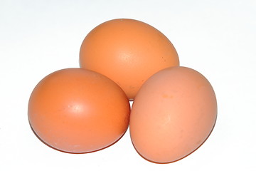 Image showing eggs