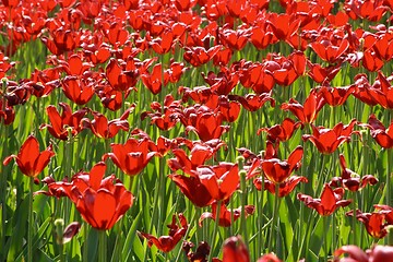 Image showing Sorbet Tulips