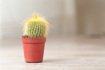 Image showing Little Cactus plant