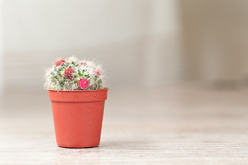 Image showing Little Cactus plant