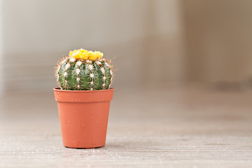 Image showing Little Cactus plant