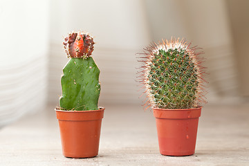 Image showing Little Cactus plant