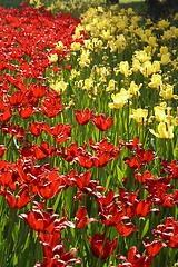 Image showing Red and Yellow Tulips