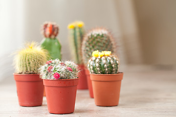 Image showing Little Cactus plant