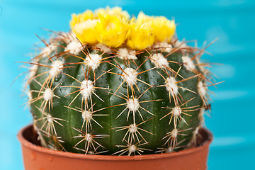 Image showing Little Cactus plant