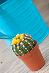 Image showing Little Cactus plant