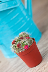 Image showing Little Cactus plant