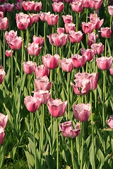 Image showing Pink Diamond Tulips