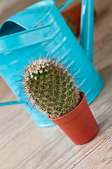 Image showing Little Cactus plant