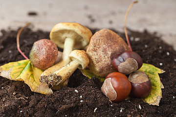 Image showing Mushrooms