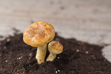 Image showing Mushrooms