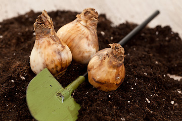 Image showing Flower bulbs