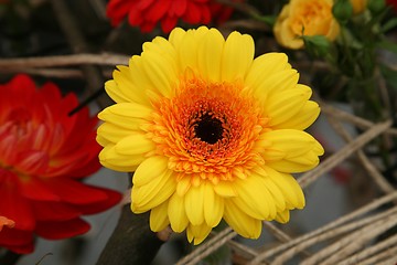 Image showing Gerber flower