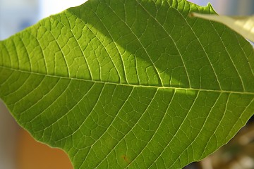 Image showing Leaf