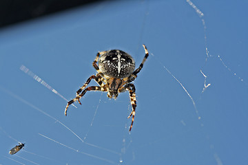 Image showing dinner for the spider