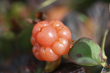 Image showing cloudberry