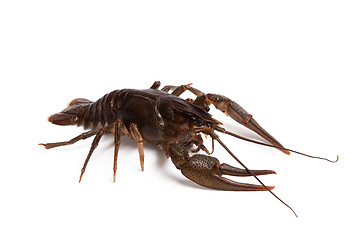 Image showing Crawfish on white background