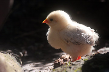 Image showing Little newborn baby chicken