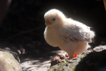 Image showing Little newborn baby chicken
