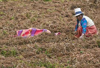 Image showing Potato harvest