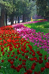 Image showing Diversity of Tulips