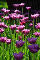 Image showing Pink Diamond Tulips