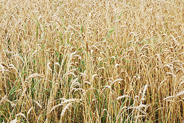 Image showing field of ripe corn crops