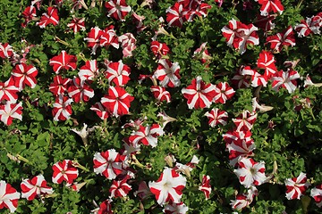 Image showing Stripe Trumpet Flowers