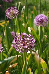 Image showing Allium flowers