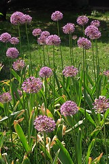 Image showing Allium flowers