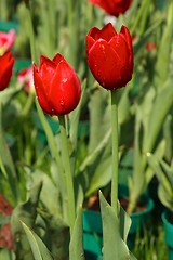 Image showing Red Tulips