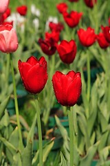 Image showing Red Tulips