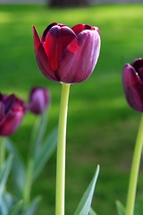 Image showing Purple Tulips