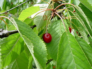 Image showing cherry