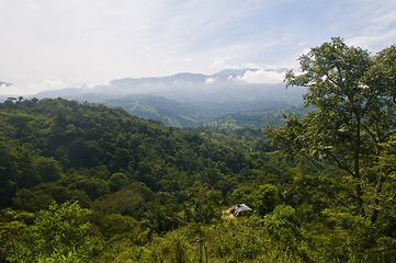 Image showing Jungle 