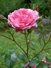 Image showing pink rose