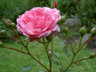 Image showing pink rose