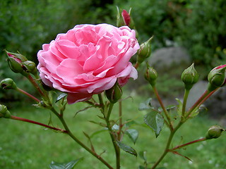 Image showing pink rose