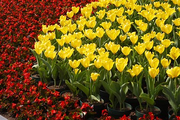 Image showing Yellow Tulips and Red Flowers