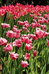 Image showing Purple Tulips
