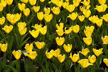 Image showing Yellow Tulips