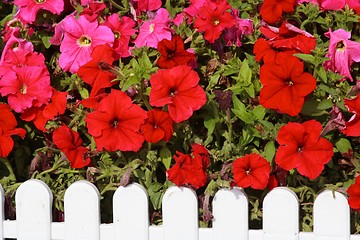 Image showing Red Trumpet Flowers