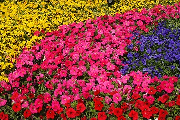 Image showing Diversity of Trumpet Flowers