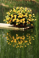 Image showing Yellow roses