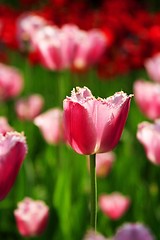 Image showing Purple Tulips