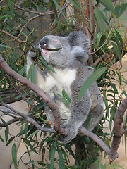 Image showing Koala