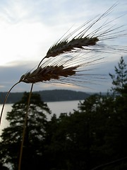 Image showing two straws and view of the fjord