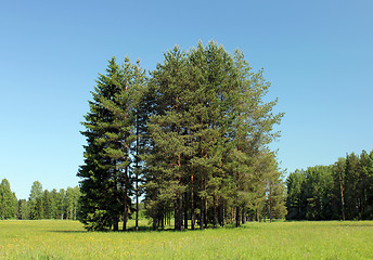 Image showing Pine Trees