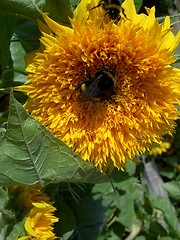 Image showing bumblebee on a sunflower